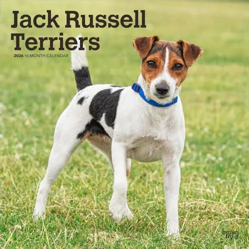 Jack Russel Terrier 2026 – 16-Monatskalender - Entdecken Sie den charmanten Jack Russel Terrier in diesem mehrsprachigen Wandkalender für 2026. Ideal für Hundefans und zur Planung Ihrer Termine.