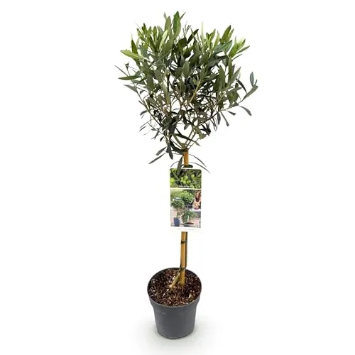 GreenboutiQ - Gartenpflanze - Olea Europaea - Stamm-Pflanze - Terrassenpflanze - Immergrün - Wenig Pflege - Topf 19cm Höhe 90cm