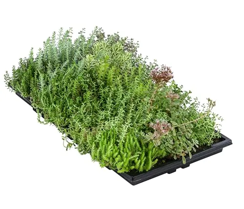 Dehner Pflanzenmatte für Dachbegrünung 2er Set - Blumen & Pflanzen - Ideal zur attraktiven Begrünung von Flachdächern oder Carports, mit bis zu 12 verschiedenen Sorten auf einer Matte, mehrjährig und robust.