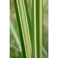 Miscanthus Sinensis Silberwolke - Ziergras im 3-5 Liter Container - Elegantes Chinaschilf mit silbrig-weißen Blütenrispen, ideal für moderne Beete und naturnahe Gärten. Pflegeleicht und robust, sorgt für ganzjährige Struktur und dekorativen Winterschmuck.