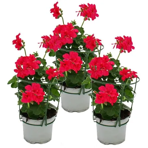 Hängende Geranien - Pelargonium peltatum - 12cm Topf - Set mit 3 Pflanzen - pink - Die hängenden Geranien bringen Farbe in Ihre Balkonkästen. Mit ihrem romantischen Wuchs sind sie ideal für sonnige Plätze. Set mit 3 Pflanzen, Topfgröße 12cm, Höhe ca. 20-30cm.