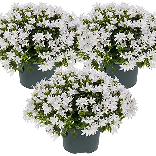Produktbild Bloomique
