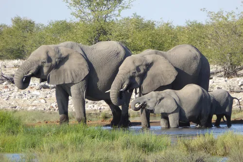 hansepuzzle 75903 - Elefanten Puzzle, 2000 Teile, Tierwelt, 90,0 x 60,0cm mit hochwertiger Aufbewahrung, Kartonbox und wiederverschließbarem Beutel