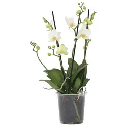 Plant in a Box - Phalaenopsis Multiflora - Katzenfreundliche Orchidee Weiß - Orchideen, elegante Blüten und lange Blütezeit. Pflegeleicht und sicher für Katzen, perfekt für Pflanzenliebhaber!