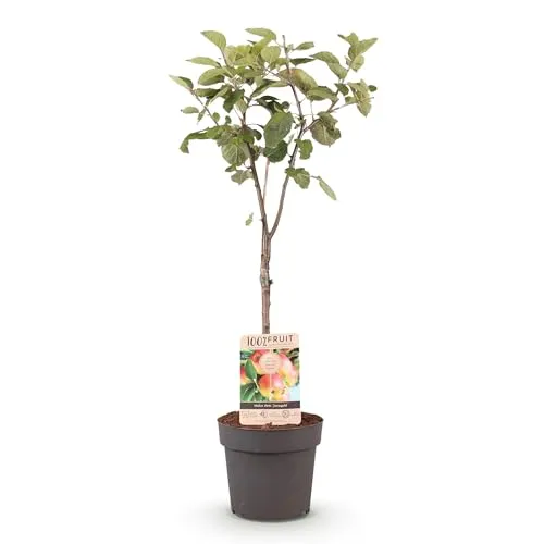 GreenboutiQ - Obstpflanze - Apfelbaum - Malus domestica Jonagold - Gelbgrüner Apfel - Topf 21cm Höhe 90cm