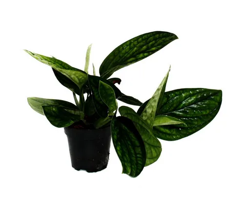 Exotenherz Zimmerpflanze Epipremnum pinnatum Marble Planet grüne Struktur-Efeutute 12cm Topf