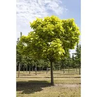 Trompetenbaum Catalpa bignonioides 150-200 cm von Pflanzen für Dich