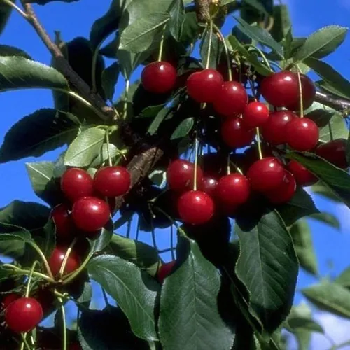Morellenfeuer Sauerkirsche Buschbaum