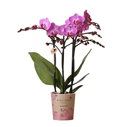 Kolibri Orchids | Lila/rosa Phalaenopsis Orchidee