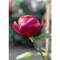 Magnolia 'Sweet Valentine' Magnolie 60-80 cm - Die Magnolia ‘Sweet Valentine’ ist ein eleganter Blütenstrauch mit großen, rosafarbenen Blüten und einem kompakten Wuchs. Ideal für kleine Gärten und Balkone, bringt sie Farbe und Charme in jeden Außenbereich.