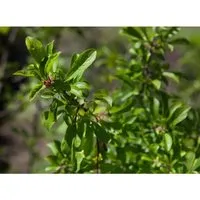 Prunus Spinosa Schlehdorn 40–60 cm Dornig Heimisch