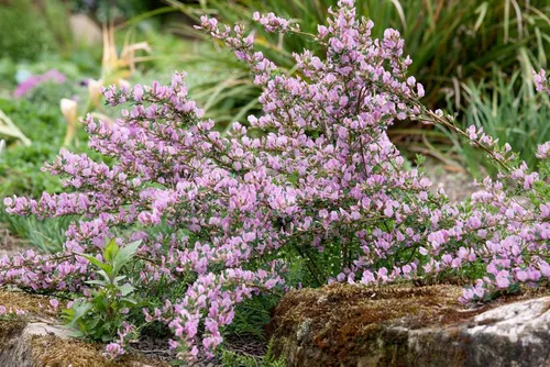 Purpur-Ginster Cytisus purpureus - Bienenfreundlicher Zwergstrauch - Ziergehölz mit leuchtend purpurroten Blüten, ideal für Steingärten und als Bodendecker. Pflegeleicht und winterhart, zieht Schmetterlinge an und benötigt nur wenig Pflege.