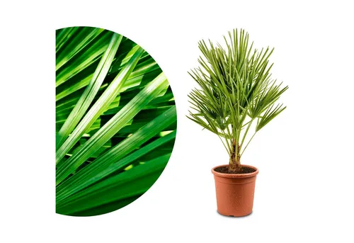 Meine Orangerie Baum Mittelmeerpalme von Meine Orangerie