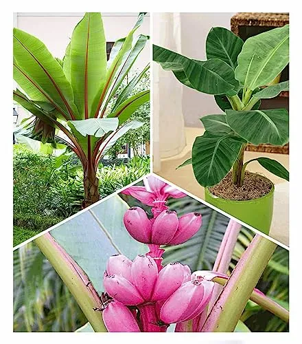 BALDUR-Garten Pflanzen von BALDUR-Garten