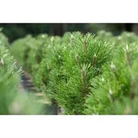 Pinus Nigra Komet Schwarzkiefer 40–50 cm Immergrün