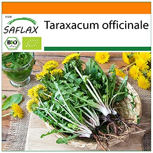 SAFLAX - BIO - Löwenzahn - 400 Samen - Taraxacum officinale