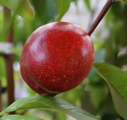 Rhonegold, Nektarinenbaum, Prunus ncuipersica, Buschbaum (kleinbleibend), ca. 120cm, im Topf