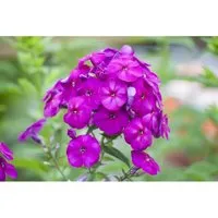 Phlox Paniculata The King Flammenblume Ca. 11x11 cm Topf