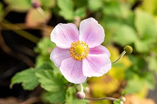Anemone hupehensis 'September Charm' 9x9 cm Topf – Winterhart, Mehrjährig, Pflegeleicht – Herbst-Anemone – Staude für Beet & Garten