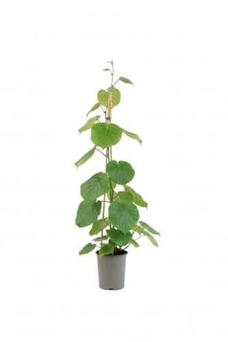 Pflanzen für Dich Obstpflanze Actinidia chinensis 'Boskoop' - Kiwi - Obstpflanze, winterhart und pflegeleicht, mit köstlichen, vitaminreichen Früchten und dekorativen Blüten, ideal für Gärten und als Sichtschutz.