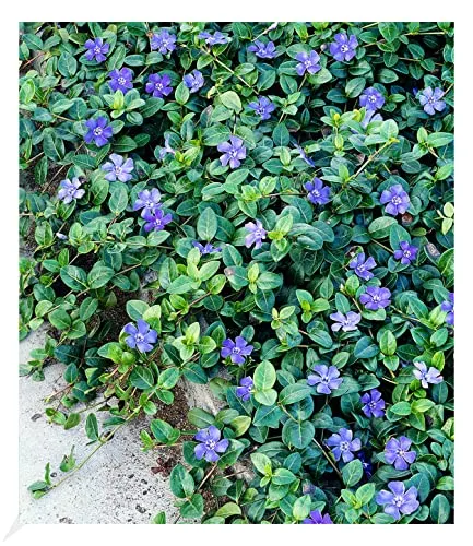 Winterharter Bodendecker Vinca minor 'Blau' - 3 Pflanzen - Blumensamen & -pflanzen, ideal für schattige Flächen, immergrün und blühend, pflegeleicht und winterhart.