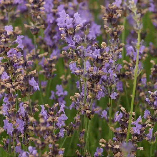Blumixx Stauden Lavandula angustifolia 'Dwarf Blue' - Garten-Lavendel, im 0,5 Liter Topf, dunkelviolett blühend