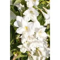 Weigela Candida Weigelie 15-20 cm