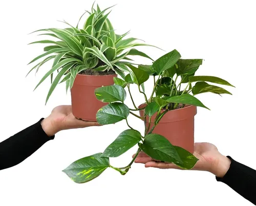 Green Me Up Zimmerpflanze Hängendes Starterpack, Wächst in Erde, Pflegeleicht, Tierfreundlich, Luftverbessernd