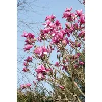 Magnolia denudata 'Festirose' - Yulan-Magnolie - Ziergehölze mit großen, duftenden rosa Blüten, ideal für bienenfreundliche Gärten und als Solitärpflanze, pflegeleicht und beeindruckend.