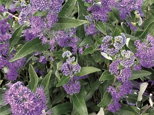 Caryopteris Clandonensis Bartblume Dark Knight 40-60 cm