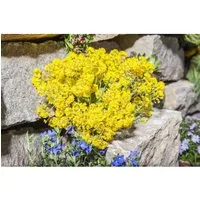 Alyssum saxatile 'Goldkugel' - Leuchtend gelbe Polsterstaude im 9x9 cm Topf - Alyssum saxatile ‘Goldkugel’ begeistert mit goldgelben Blüten und kompaktem Wuchs. Ideal für sonnige Standorte und pflegeleichte Beete, bringt diese Staude Farbe und Charme in jeden Garten.
