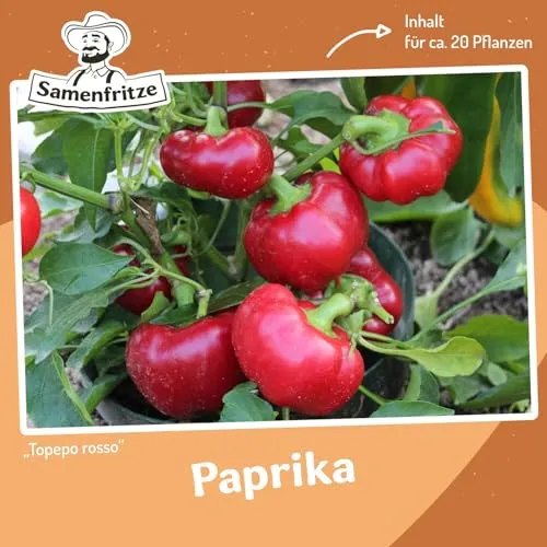 Paprika Topepo rosso Samen