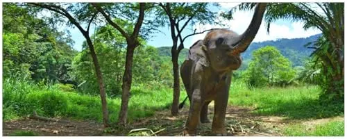 Wallario Küchenrückwand selbstklebend 115 x 50 cm, Motiv: Junger Elefant im Dschungel - Selbstklebende Küchenrückwand in Echtglasoptik, pflegeleicht und langlebig. Ideal als Spritzschutz, überdeckt Unebenheiten und ist leicht zuschneidbar. Qualität Made in Germany, individuelle Sonderanfertigungen auf Anfrage möglich.