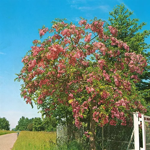 Robinia hispida 'Rosea' – Winterharter Zierstrauch für Garten - Pflegeleichte Rosenakazie, 80-100 cm hoch. Ideal für Garten & Rabatte mit rosaroten Blütentrauben. Bienenfreundlich, dekorativ und robust – perfekt für sonnige bis halbschattige Standorte.