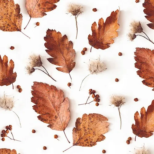 Servietten Soft Autumn - Sanfte Herbstblätter  33x33cm 20