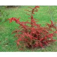 Berberis Thunbergii Green Carpet Teppich-Berberitze Grün 20–30 cm