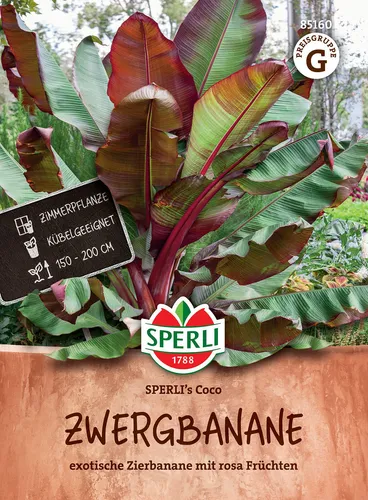 Mein schöner Garten DE SPERLI SPERLI's Zwergbananen-Samen 'Coco' EH001716-001