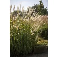 Pflanzen für Dich Gräser Miscanthus sinensis Adagio, 1 St. - Kompaktes Chinaschilf für jeden Garten - Chinaschilf Miscanthus sinensis ‘Adagio’ ist ein pflegeleichtes, kompaktes Ziergras mit silber-rosé Blütenrispen. Ideal für Beete, Kübel oder als Solitär. Perfekt für sonnige Standorte!