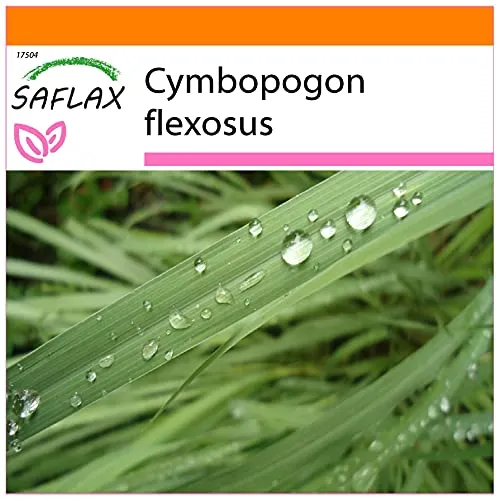SAFLAX - Garden in the Bag - Kräuter - Zitronengras - 50 Samen - Mit Anzuchtsubstrat im praktischen, selbst aufstellenden Beutel - Cymbopogon flexosus