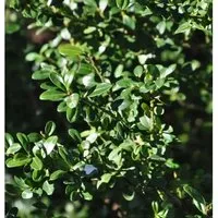 Produktbild Hochstamm Japanische Stechpalme Ilex Glori Gem 40-60cm - ilex crenata