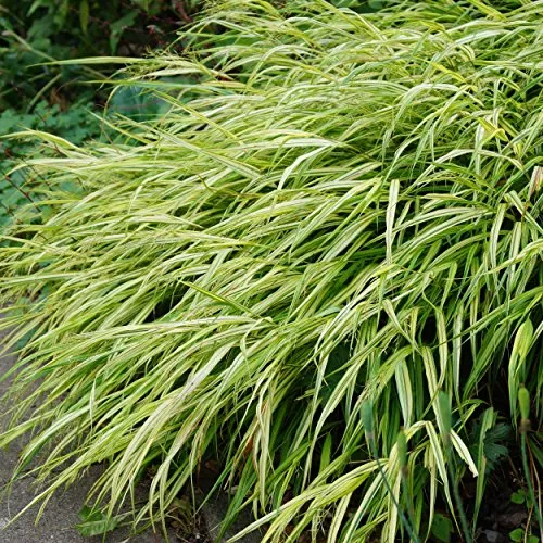 Hakonechloa macra 'Aureola' - Japanwaldgras Ziergras Staude halbschattig