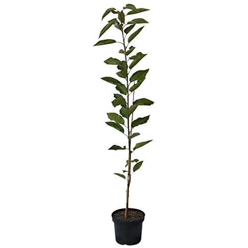 Sylvia Säulenkirsche Süßkirsche Säulenobst Heckenobst Balkonobst 110-140 cm 7,5 Liter Topf GiSeLa 5