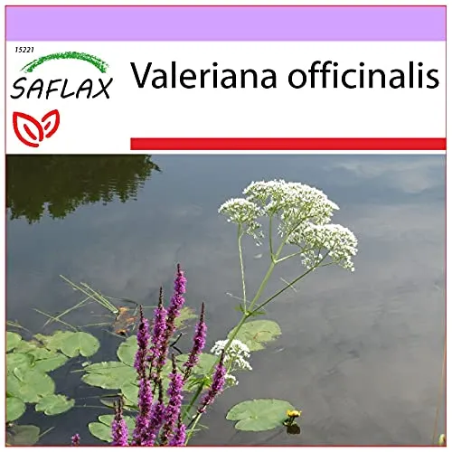 SAFLAX - Heilpflanzen - Baldrian - 200 Samen - Valeriana officinalis