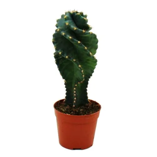 Cereus jamacaru 