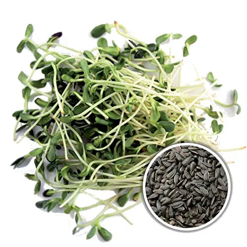 1Kg BIO Keimsprossen Sonnenblume Keimsaat für die Sprossenanzucht Sprossen Microgreen Mikrogrün
