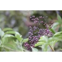 Sambucus nigra - Schwarzer Holunder, 60–100 cm - Blumen & Stauden: Vielseitiger Strauch mit duftenden Blüten, ideal für Gärten und Hecken. Lockt Bienen und Schmetterlinge an und ist winterhart bis -20 °C.