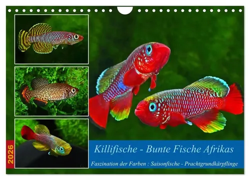 Rudolf Pohlmann | Killifische - Bunte Fische Afrikas (Wandkalender 2026 DIN...
