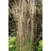 Calamagrostis X Acutiflora Overdam Ziergras Gestreift 2 Liter Container