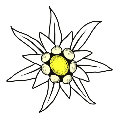 Hermann Schütz Aufkleber Edelweis 80x80mm