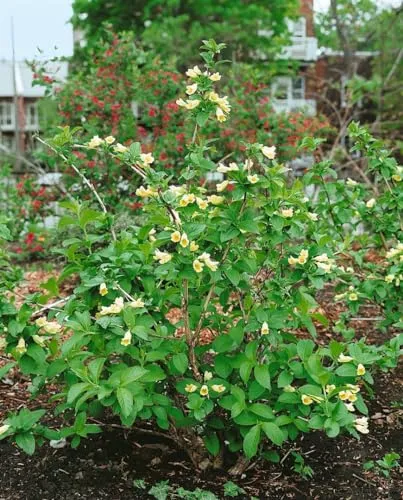Weigela middendorffiana 60–100 cm – Winterhart, Mehrjährig, Pflegeleicht – Weigelie – Zierstrauch für Hecke & Beet